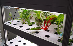 A hydroponics system inside the College of Health Professions.