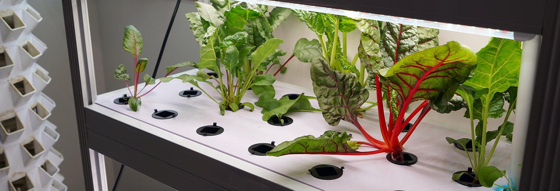 A hydroponics system inside the College of Health Professions.